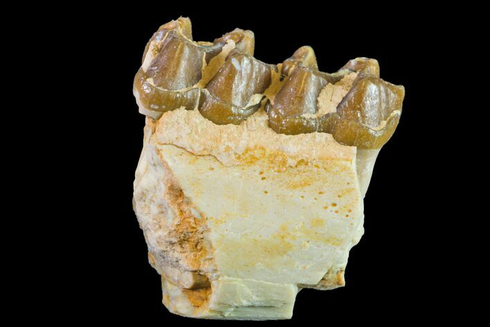 Fossil Horse (Mesohippus) Jaw Section - South Dakota #157465